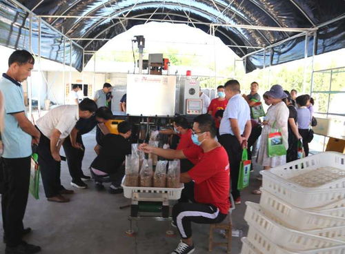 我省邁進高質量平菇工廠化新技術時代——網絡技術賦能食用菌產業升級